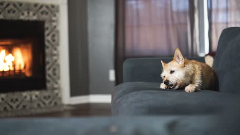 Sweet-Dog-relaxing-on-couch-and-eating-treat-in-front-of-cozy-fireplace-in-grand-home