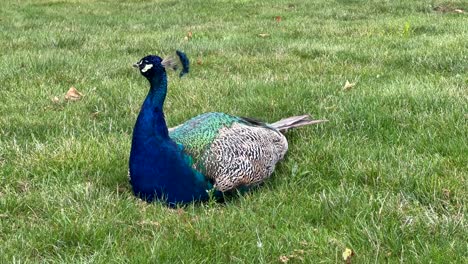 hermoso pavo real sentado en un campo de hierba en un día nublado