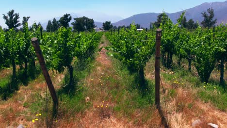 slow aerial dolly looking down the rows of vines in maipo valley, pirque