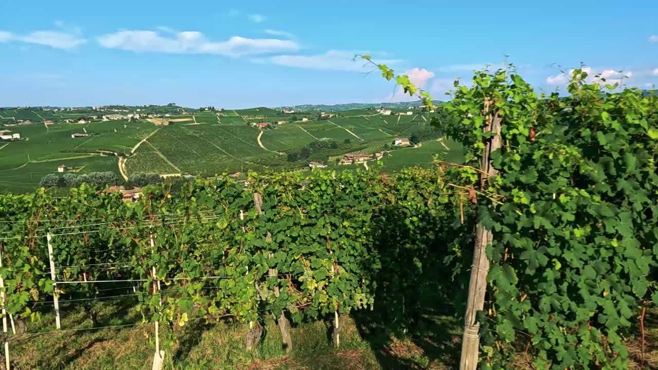 은 파란 하늘 아래 울창한 포도