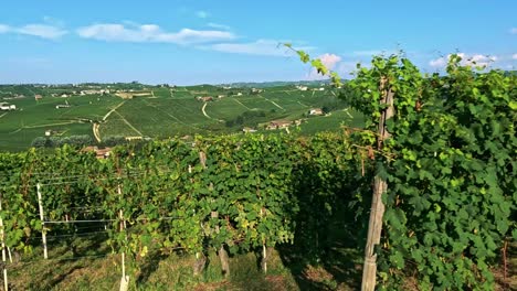 lush vineyards under a clear blue sky