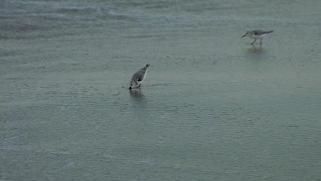 sanderlings 在佛罗里达的海滩上寻找食物