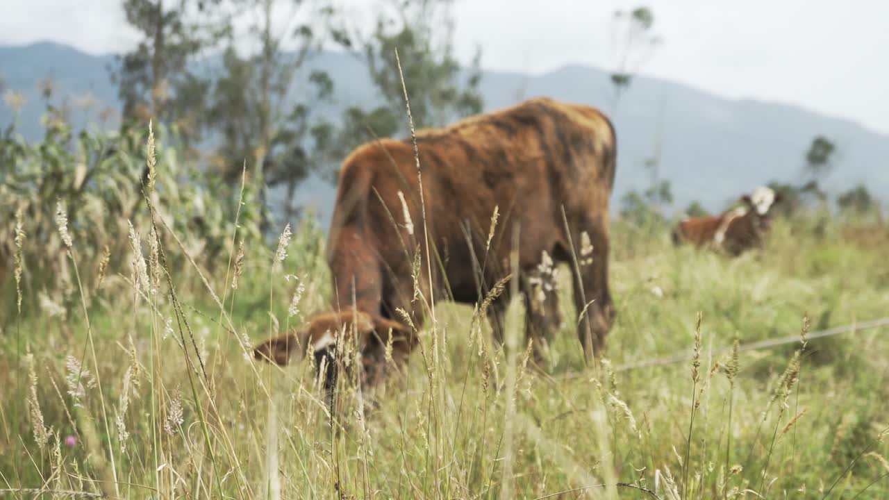 Una vaca paciendo pacíficamente en un campo.
