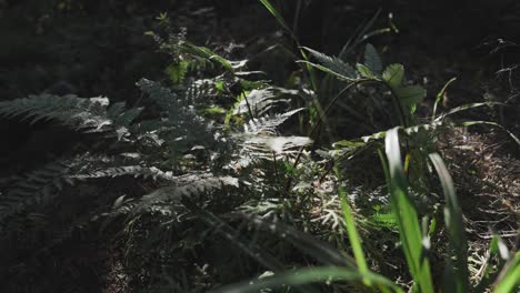 Person-with-hiking-boots-walking-past-fern-plant,-low-angle-shot