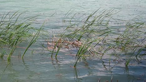 plant life near the shore of lake