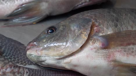 Tilapia-fish-live-breathing-on-counter-at-Asian-thailand-street-fish-seafood-market-for-sale-sell