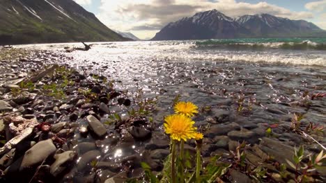 low angle gorgeous view yukon kathleen lake with waves crashing and flowing towards yellow wildflowers on rocky shore in scenic mountain countryside on sunny day, canada, close up static