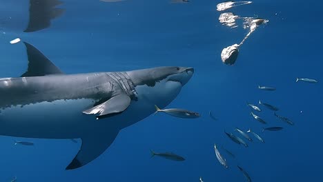 gran depredador de tiburón blanco siguiendo el cebo de cabeza de atún cerca de la superficie del océano