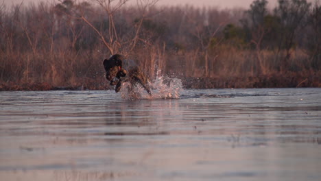 high speedslow motion of a hunting dog