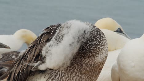 Gannet-bird-picking-feathers-on-ocean-coastline,-close-up-view