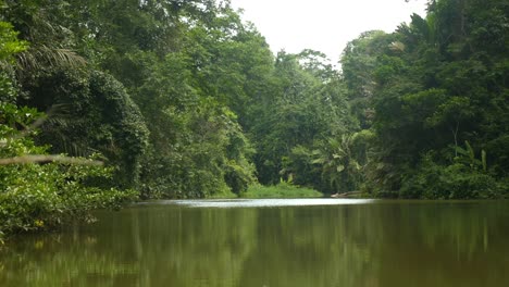 paseo en bote a través de la densa jungla