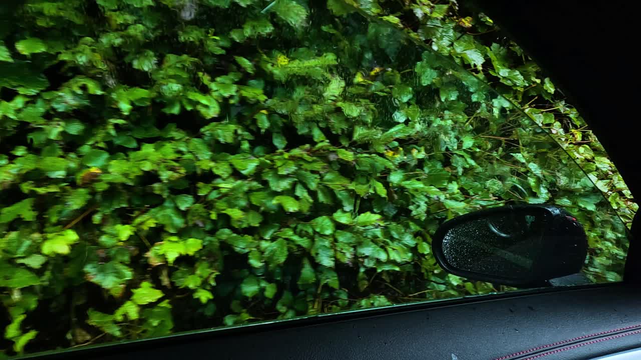 울창 한 초록색 잎자루 를 바라보는 차 창문