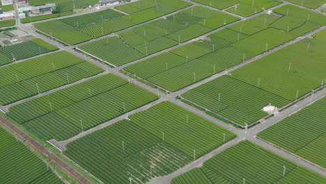 granjas de té orgánico cerca de la ciudad de kawane en el distrito de haibara, prefectura de shizuoka, japón