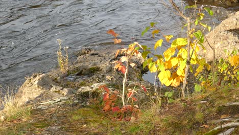 Paar-Junco-Vögel,-Die-In-Der-Schönen-Herbstsaison-Vom-Flussufer-Wegfliegen