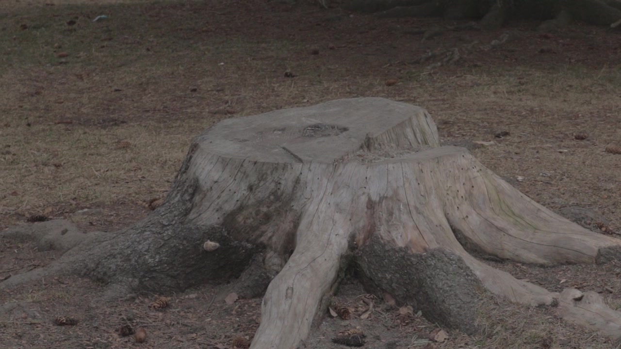 Ground-level close-up shot of a large cut tree stump with thick exposed roots spreading into the dry soil, set in the serene forest grounds of Ekebergparken sculpture park in Oslo, Norway.