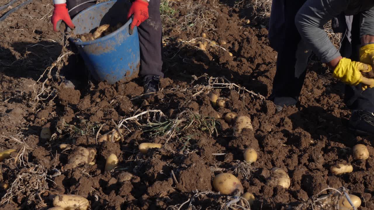 Medium shot of worker's hands and feet as they collect potatoes during a harvest