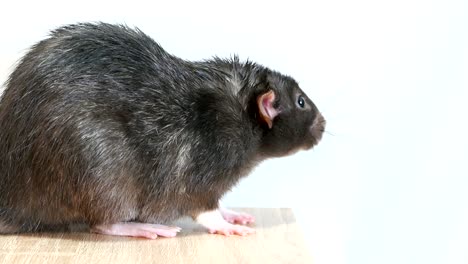 rata gris doméstica de primer plano
