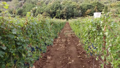 Aerial-view-through-vineyard-rows,-in-the-italian-countryside