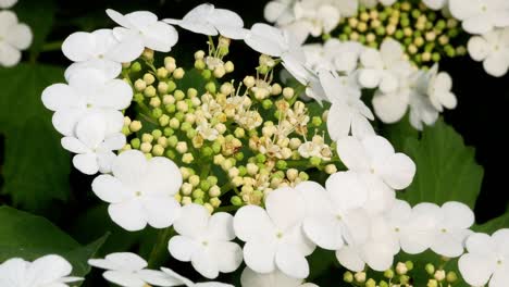 bush guelder rose viburnum tinus sunny day 4k