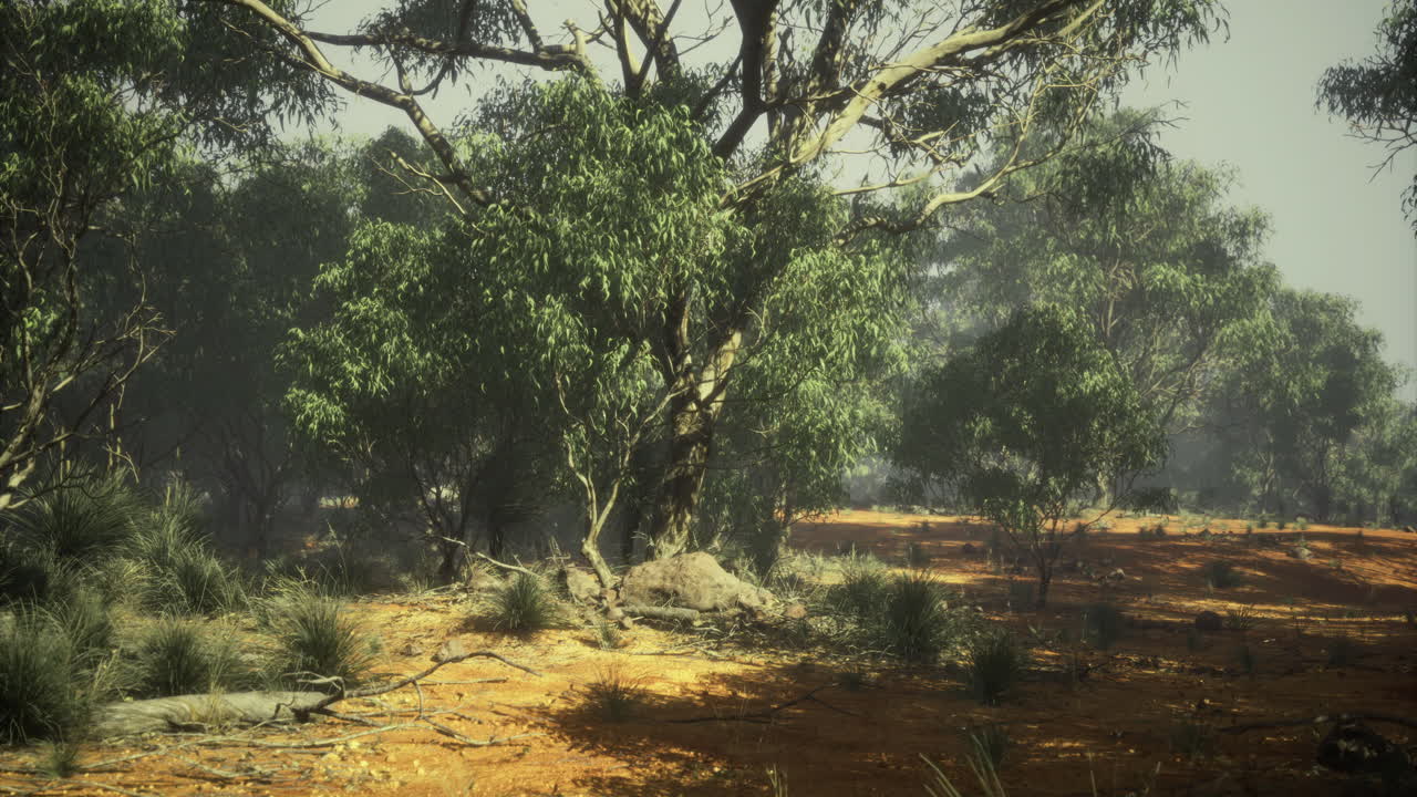 Eucalyptus trees stand tall in golden sunlight of a magical scene