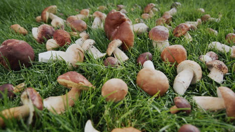 row of appetizing boletus mushrooms on green grass. wide lens shot