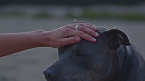 portrait of american staffordshire terrier with scar on his eyebrow being pet on his head by a white woman's hand