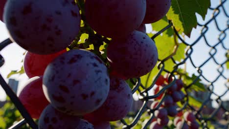 ripening grape clusters hanging from grapevines, growing within urban agricultural setting, metal fence framing city skyline in sunlight drenched background