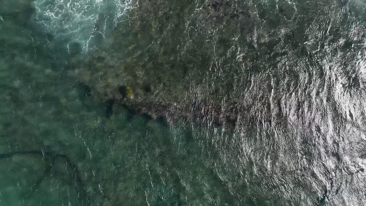 Belas tartarugas marinhas honu do Havaí alimentando-se sobre o