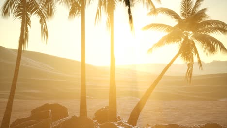 palmeras en el desierto al atardecer