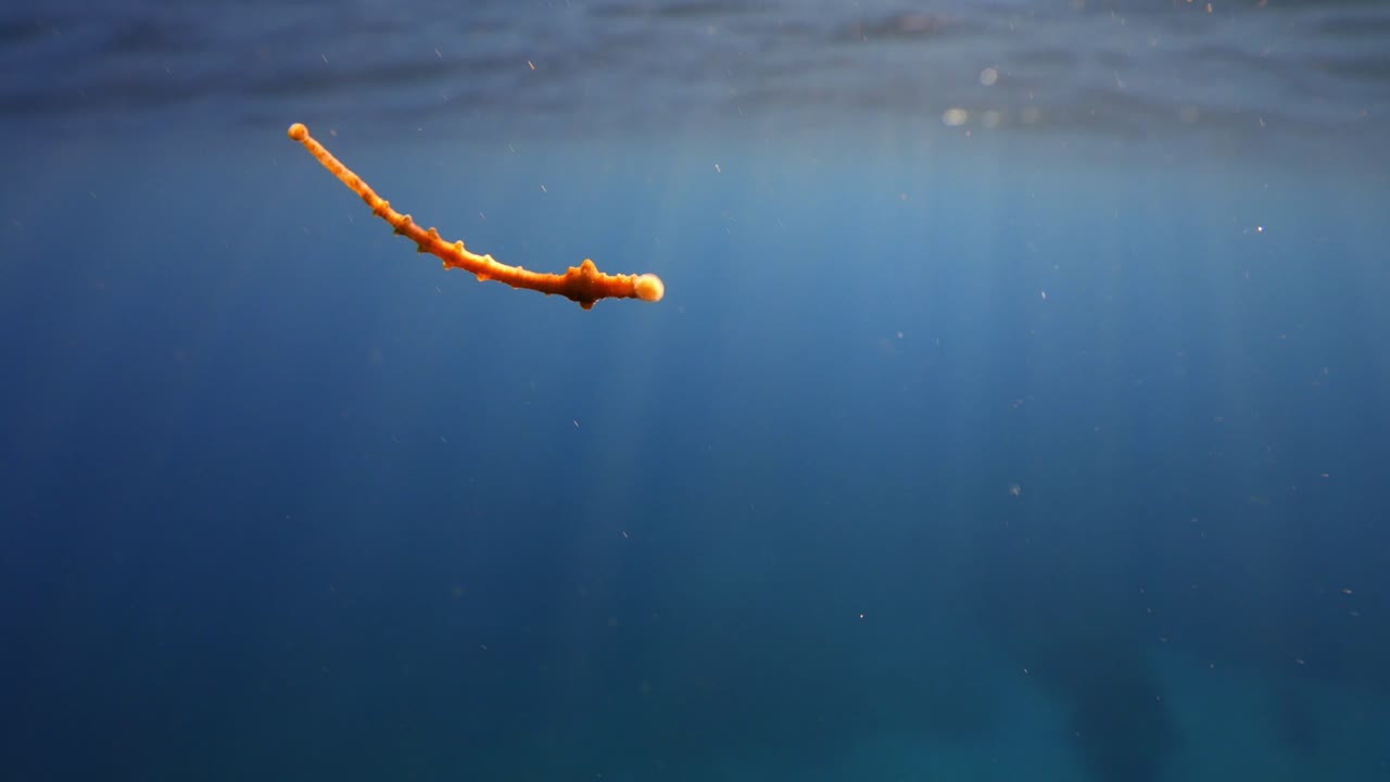 Marine parasite leech on camera lens underwater with sun rays and ocean surface background