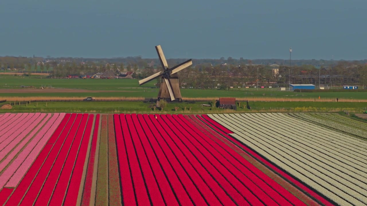 Nederlandsk vindmølle som ruver over fargerike tulipanåkre i Holland