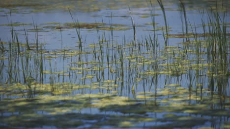 Water-close-up-panning-footage-from-the-top-of-the-lively-and-nature-protected-lake