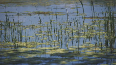 tomas panorámicas de primer plano de agua desde la parte superior del lago animado y protegido por la naturaleza