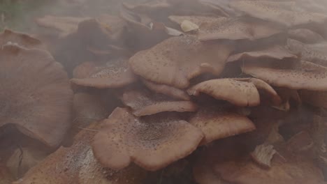 Eerie-view-of-Trail-of-mist-passing-over-Beautiful-colony-of-Honey-Fungus-Mushroom