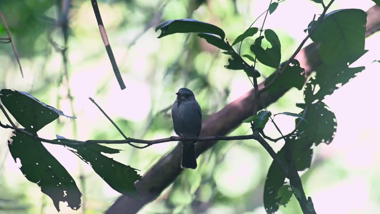 encaramado en una vid mirando hacia la izquierda y alrededor, verditer flycatcher eumyias thalassinus hembra, tailandia