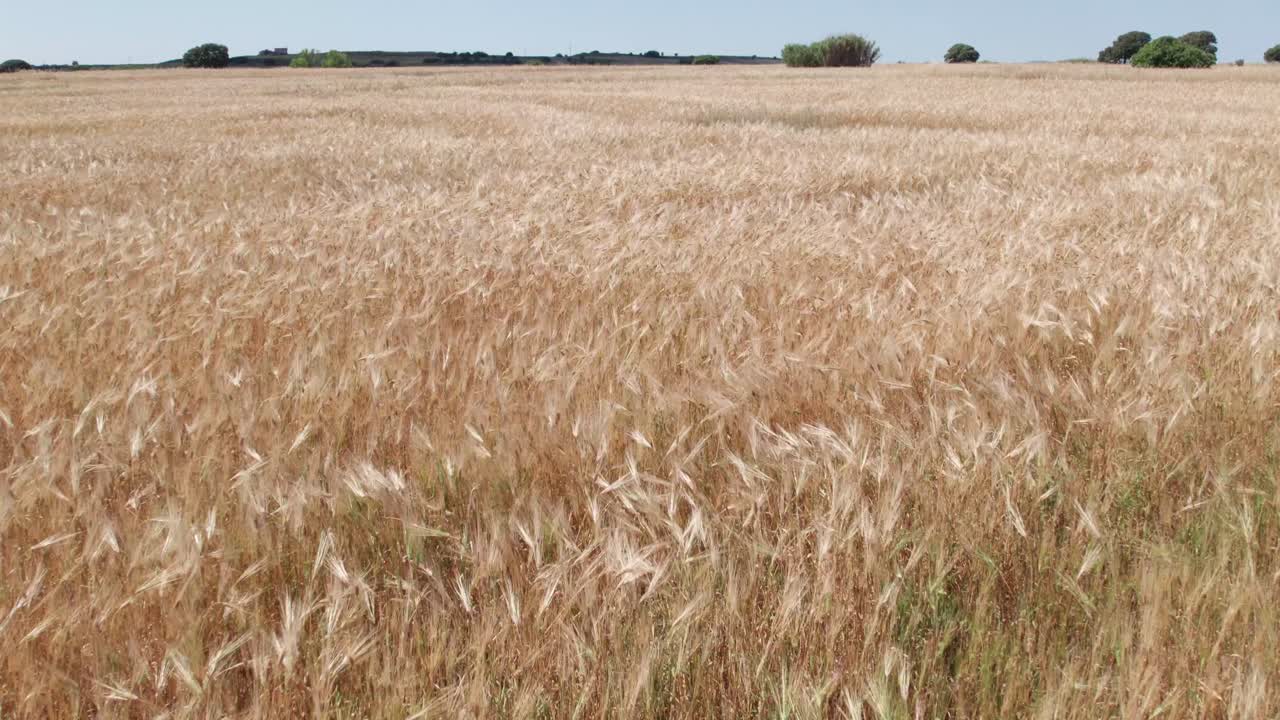 바람에 흔들리는 밀 위에서 낮게 날아다니는 공중 도리 (dolly) 를 밀어 넣으십시오. 황금색, 색, 노란색.