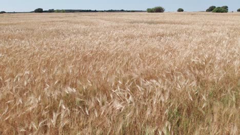 push in low flying aerial dolly above wheat waving in the wind golden white yellow