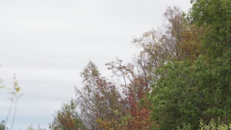 Pájaros-Volando-Hacia-Los-árboles-En-El-Bosque-Durante-El-Otoño-En-Noruega