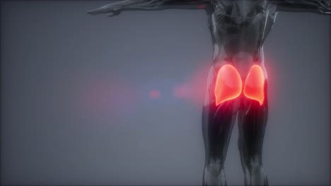 Gluteus-Maximus---Anatomieanimation-Der-Beinmuskulatur