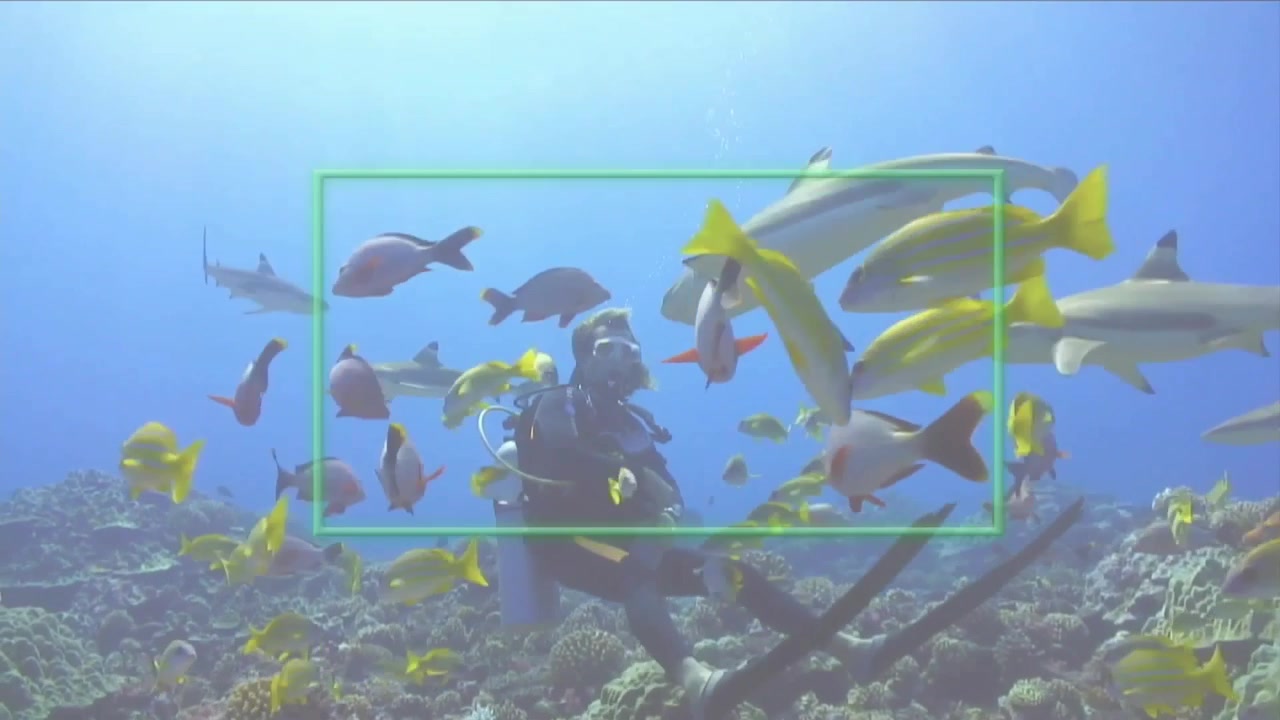 熱帯のサンゴ礁で、スキューバダイバーが潜降してサンゴ礁の魚に餌を与え、頭上をサメが旋回している。