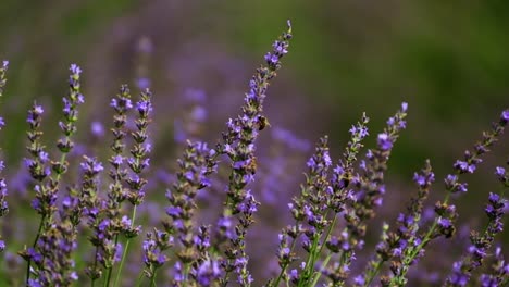 Close-up-shot-of-bee-pollinating-on-fresh-lavender-in-field-during-sunny-day