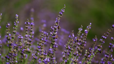 primer plano de abeja polinizando lavanda fresca en el campo durante el día soleado