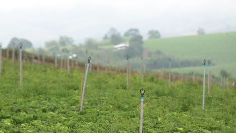 granja de repollo chino con el sistema de rociadores automáticos con vista a la montaña en el fondo