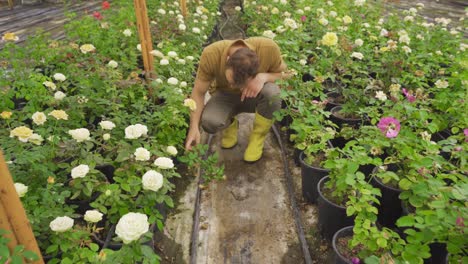 Florist,-gardener-who-takes-care-of-flowers-in-the-greenhouse.