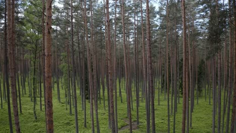 Summer-Pine-Forest-In-Warmia,-Poland---drone-shot