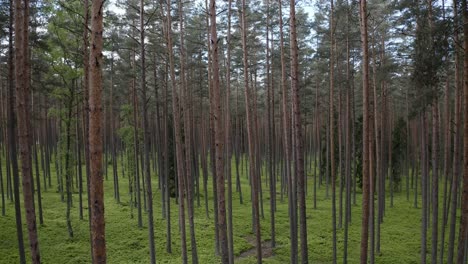 summer pine forest in warmia, poland - drone shot