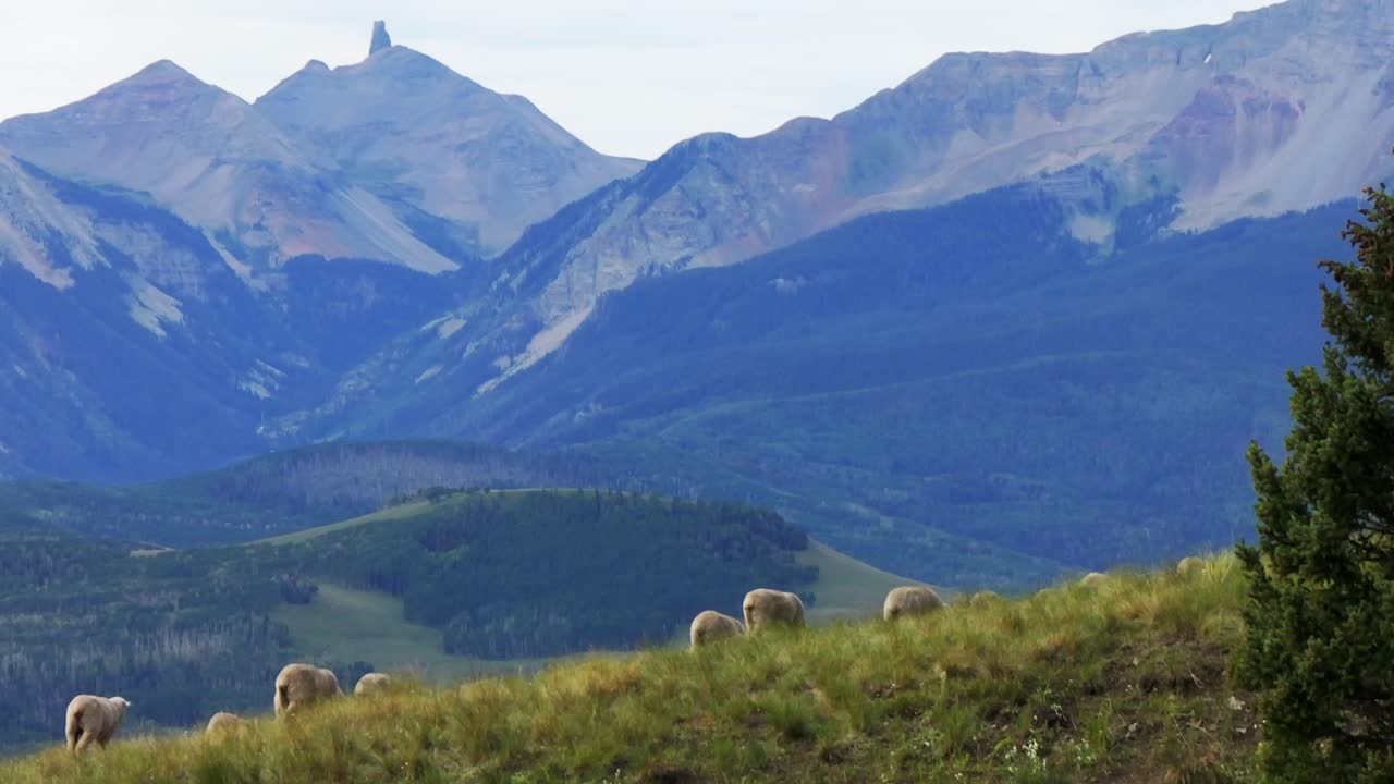 telluride colorado rebaño de ovejas ganadería rancho paralaje avión no tripulado verano último dólar carretera monte sneffels desierto san juan montañas rocosas rango aeropuerto uncompahgre bosque cielo azul nubes estáticas
