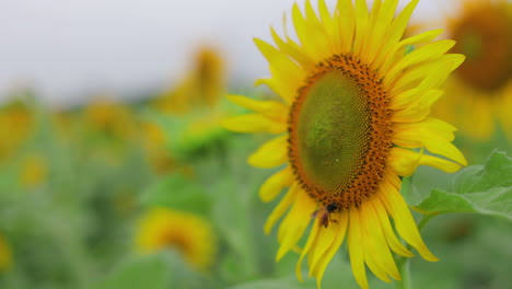 girasol con una abeja de miel en el polen que sopla en el viento en medio de un campo