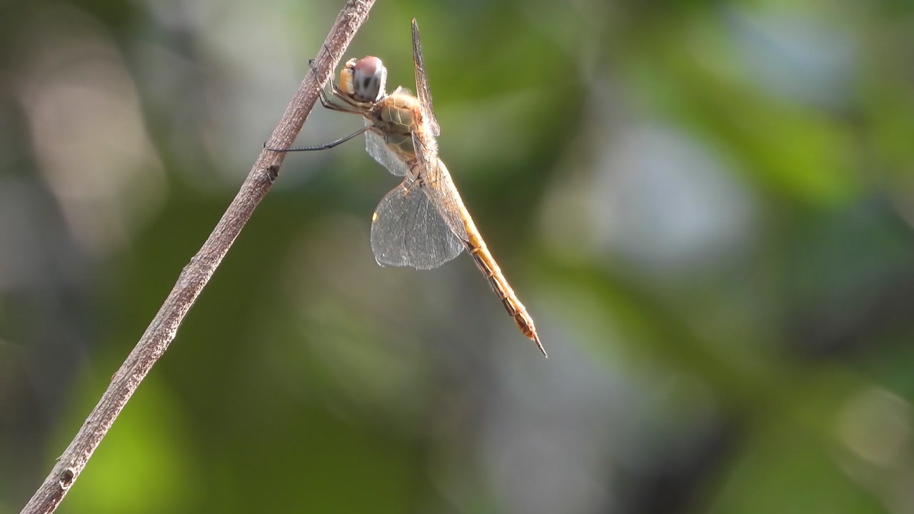 Libellula gialla che si riposa su un bastoncino. Vento.
