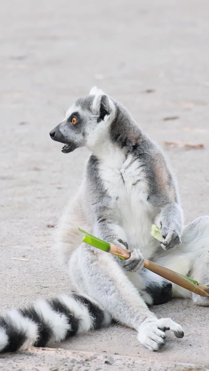 Um lêmure-de-cauda-anelada sentado no chão comendo bambu, olhando ao redor sob luz natural suave